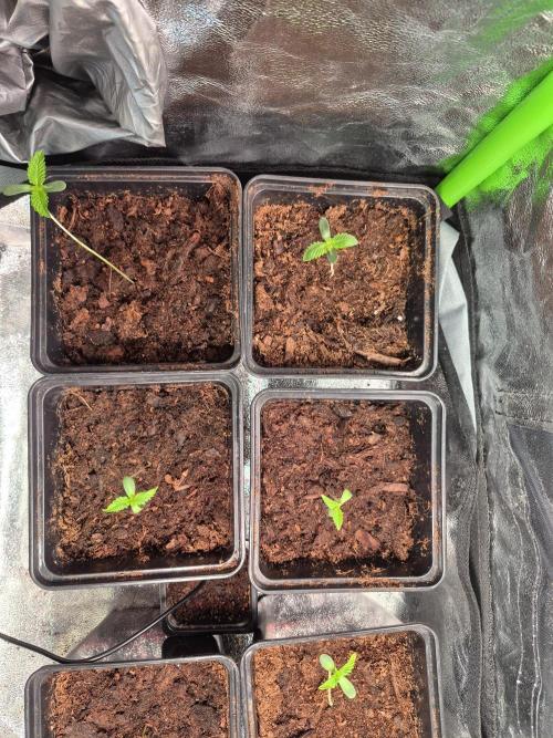 Pixels by RAW Genetics (P). Week 1