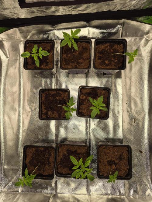 Pixels by RAW Genetics (P). Week 2