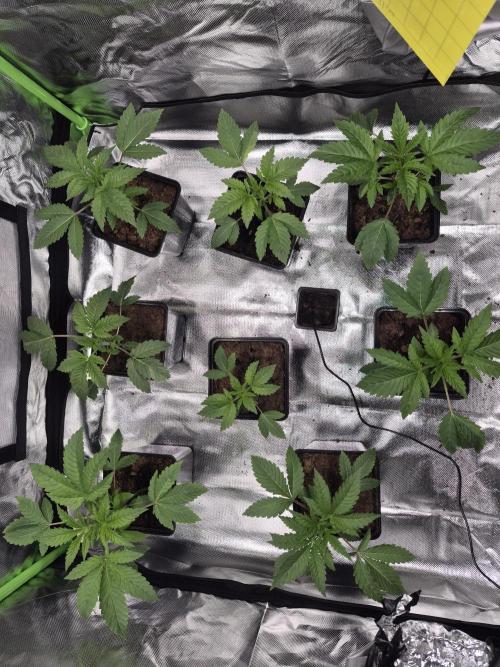 Pixels by RAW Genetics (P). Week 3