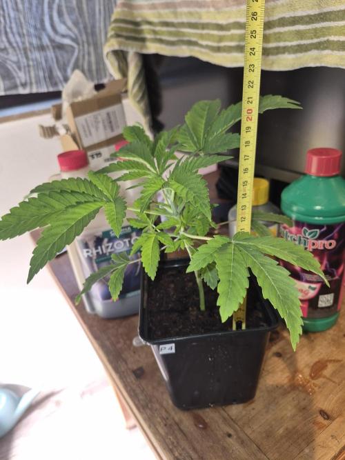 Pixels by RAW Genetics (P). Week 3 - Fav. phenotype,  strong sour cherry Z smell already and strong vigor.