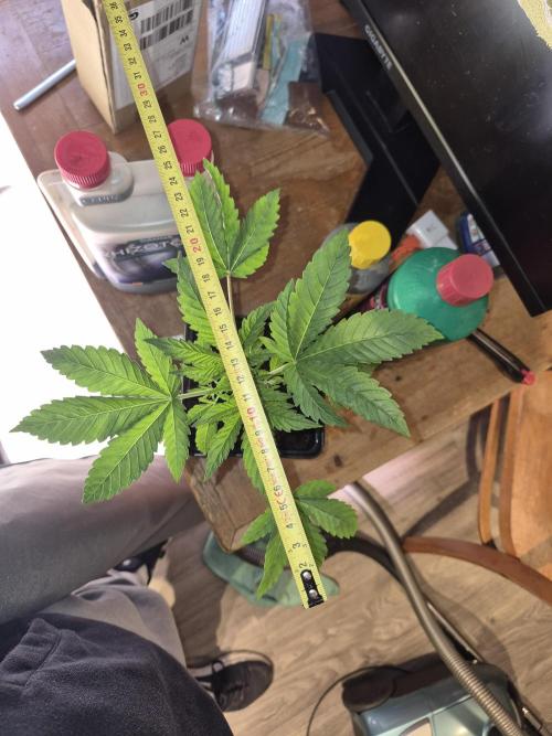 Pixels by RAW Genetics (P). Week 3