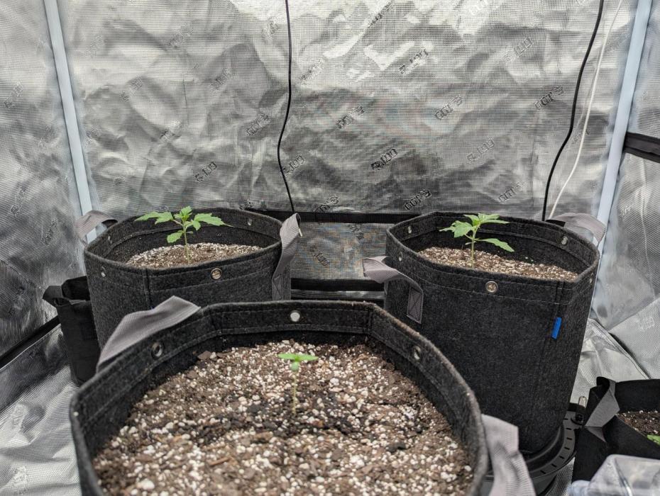 First Grow - Runtz Muffin. Week 2 - 3 Runtz Muffin seedlings.
