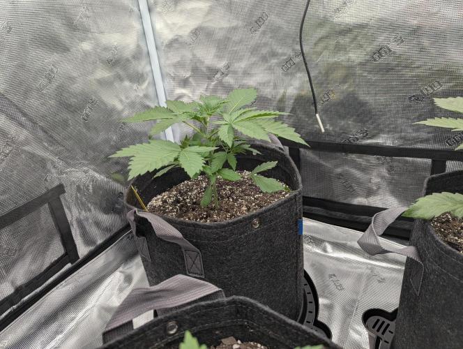 First Grow - Runtz Muffin. Week 4 - Runtz Muffin, 20 days from sprout