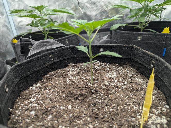 Gorilla 4x4. Week 4