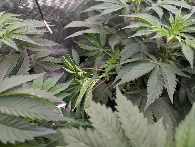 First Grow - Runtz Muffin. Week 6 - Bent this one a little too far - didn’t quite snap, but fell over as seen.