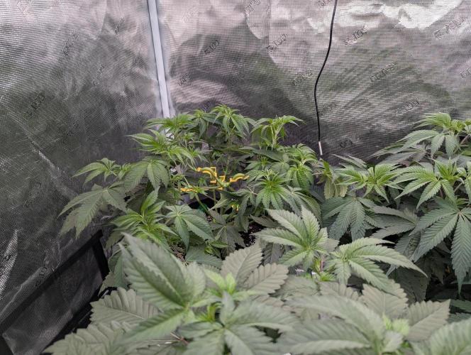 First Grow - Runtz Muffin. Week 6 - Good shot of the LST with bud clips to keep the center clear.