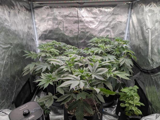 Gorilla 4x4. Week 6
