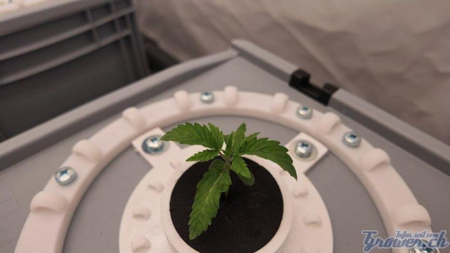 Pineapple Chunk RDWC. Week 2
