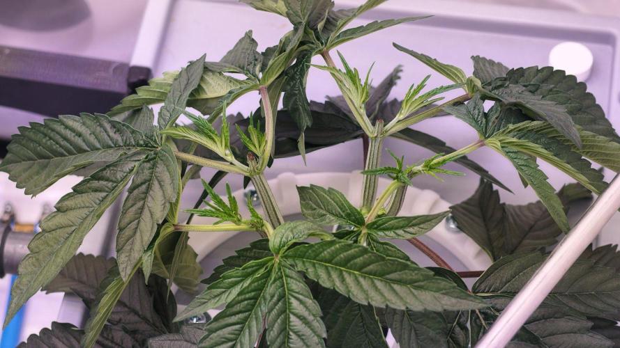 Pineapple Chunk RDWC. Week 6