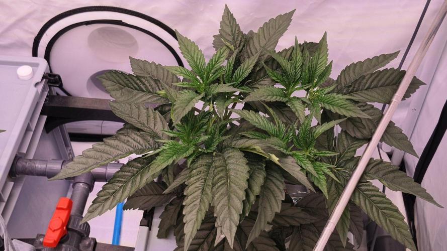 Pineapple Chunk RDWC. Week 7