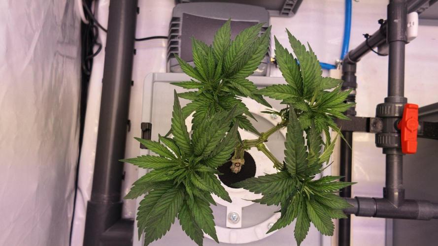 Pineapple Chunk RDWC. Week 8
