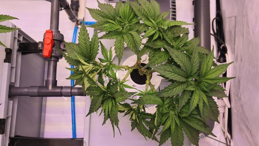 Pineapple Chunk RDWC. Week 8