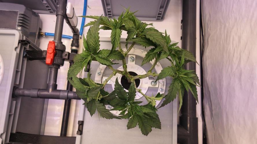 Pineapple Chunk RDWC. Week 8