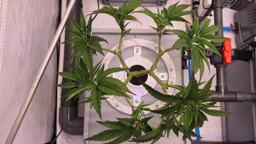 Pineapple Chunk. Week 8