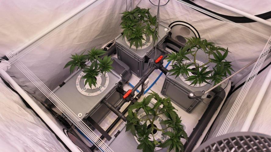 Pineapple Chunk. Week 8