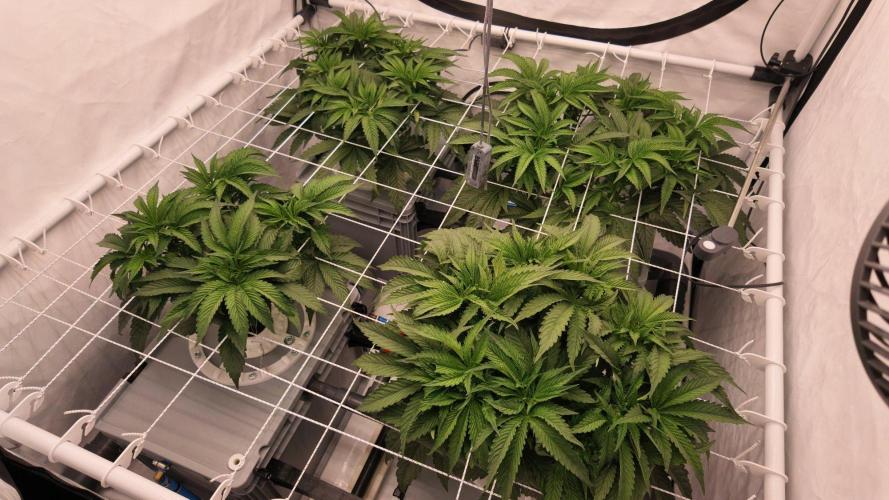 Pineapple Chunk RDWC. Week 9 - Flowertime