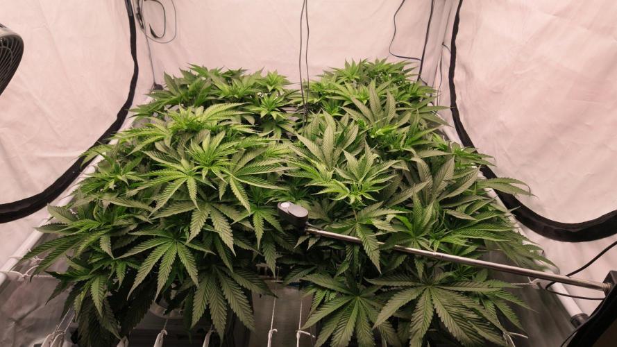Pineapple Chunk RDWC. Week 10