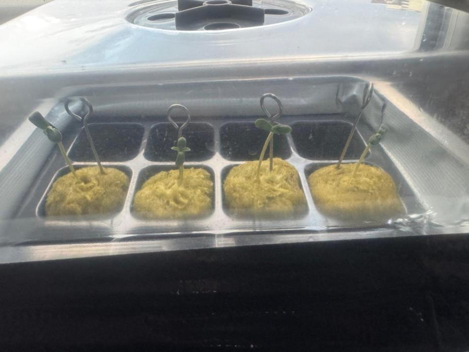 Pineapple Chunk RDWC. Week 1