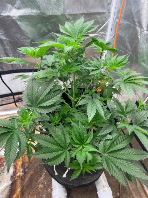 Ripper seed Zombie bride. Week 6