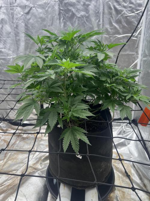 Ripper seed Zombie bride. Week 8