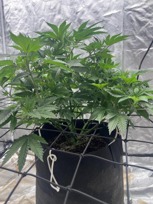 Ripper seed Zombie bride. Week 8