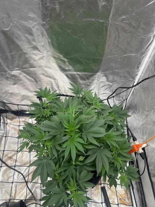 Zombie Bride. Week 8