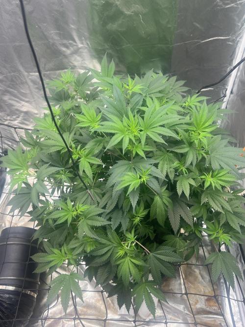Ripper seed Zombie bride. Week 9
