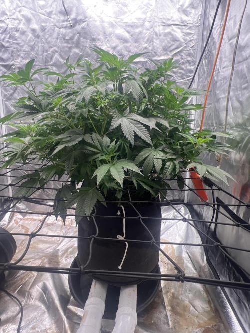 Ripper seed Zombie bride. Week 9