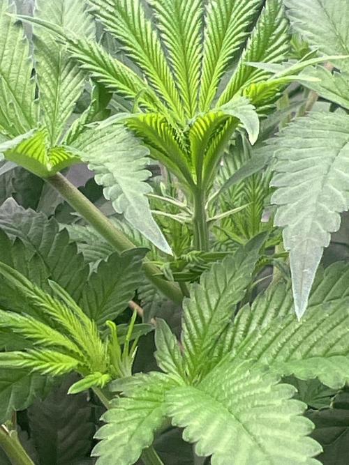 Ripper seed Zombie bride. Week 9