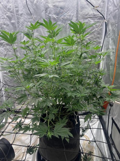 Ripper seed Zombie bride. Week 10