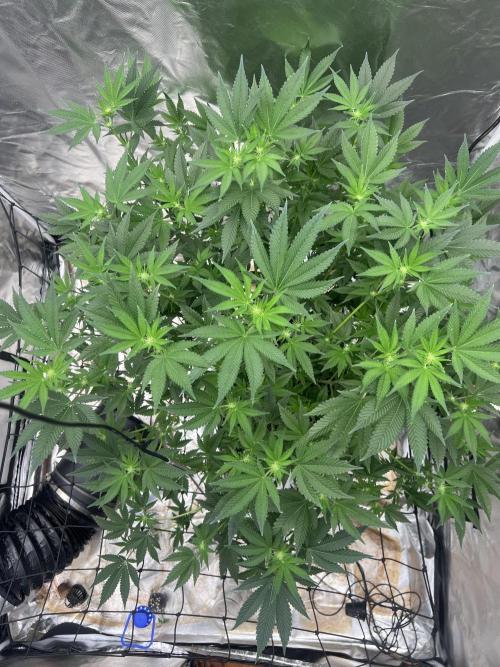 Ripper seed Zombie bride. Week 10