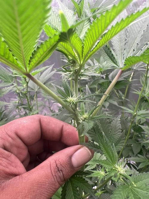 Ripper seed Zombie bride. Week 10
