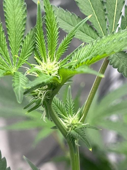 Ripper seed Zombie bride. Week 10