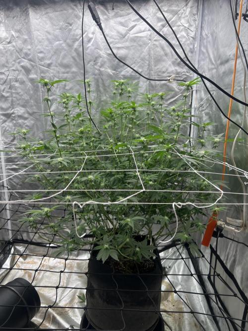 Ripper seed Zombie bride. Week 11