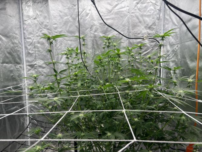 Ripper seed Zombie bride. Week 11