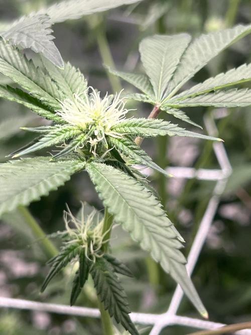 Ripper seed Zombie bride. Week 11