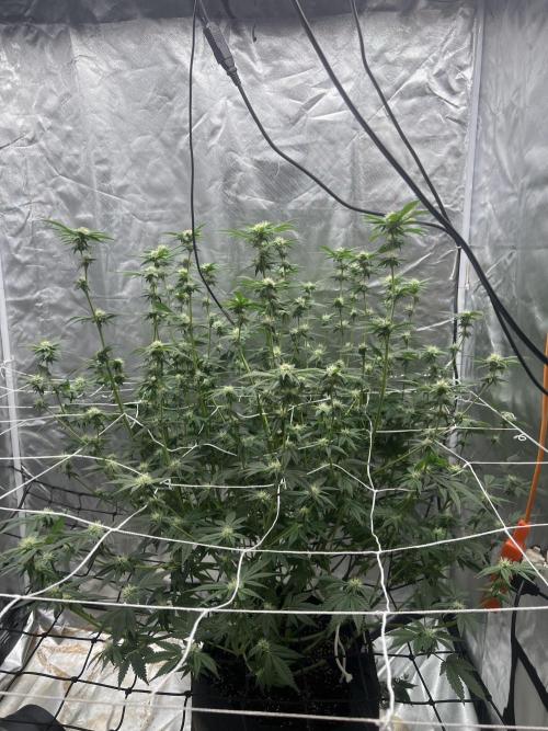Ripper seed Zombie bride. Week 12