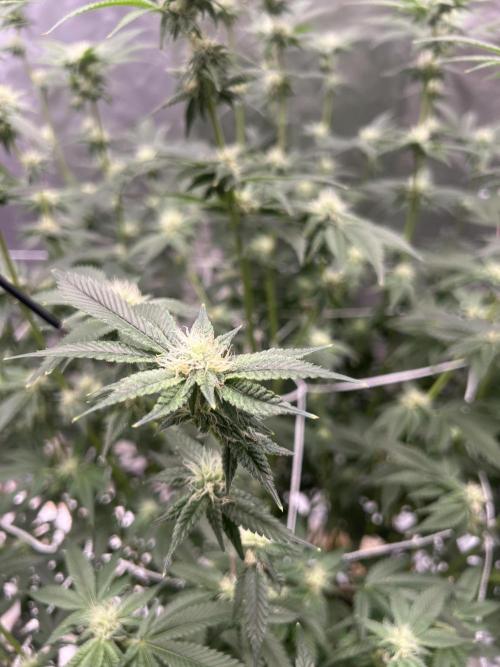 Ripper seed Zombie bride. Week 12