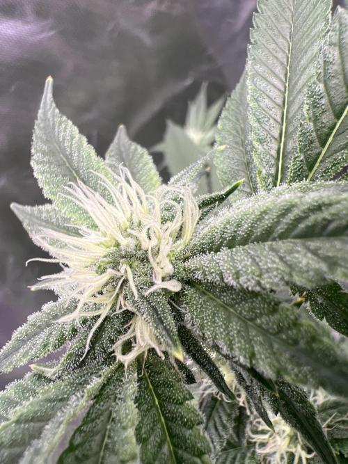 Ripper seed Zombie bride. Week 12