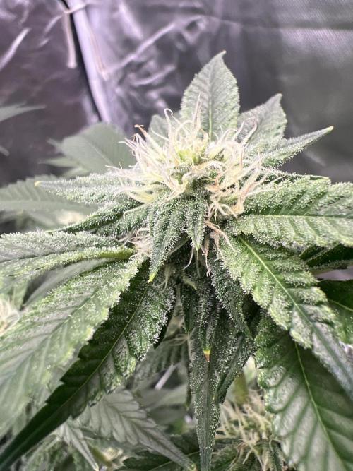 Ripper seed Zombie bride. Week 12