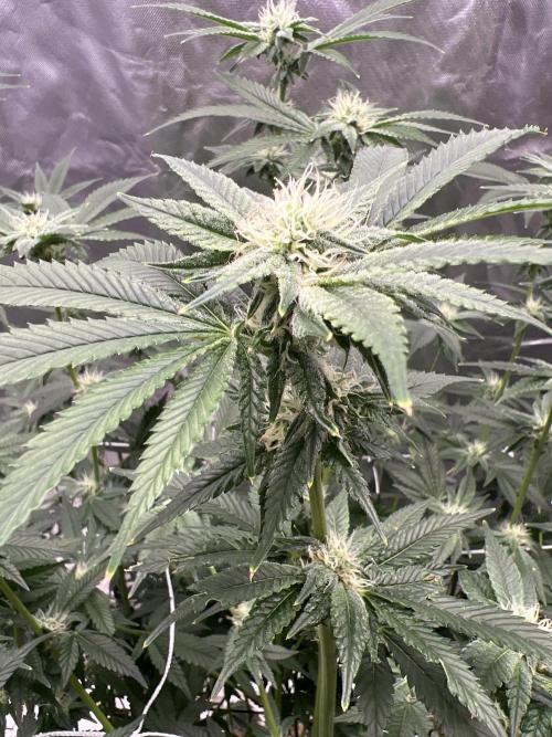 Ripper seed Zombie bride. Week 12