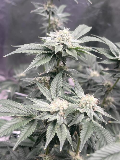 Ripper seed Zombie bride. Week 13