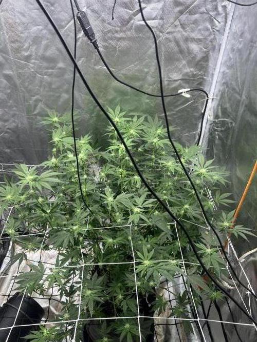 Ripper seed Zombie bride. Week 11