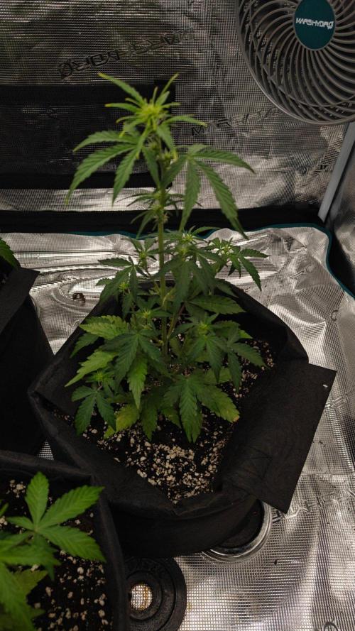 First grow ever. Week 4