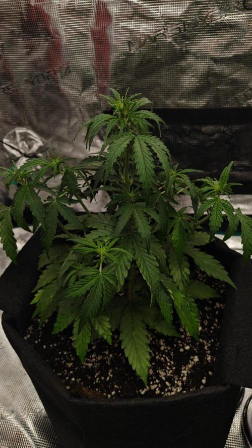 First grow ever. Week 4