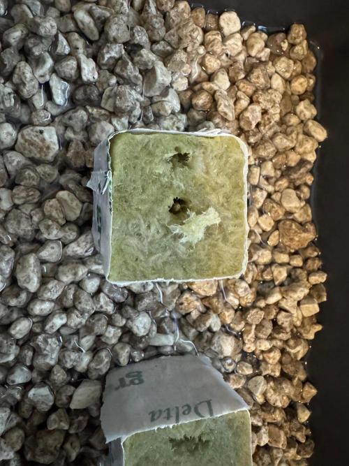 Super Boof DWC | 1-Handed Lazy Grow. Week 0 - … it’s straight into the rockwool cubes!