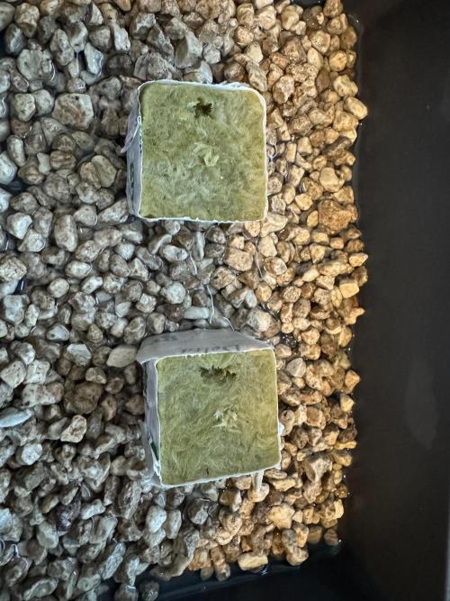 Super Boof DWC | 1-Handed Lazy Grow. Week 0 - Planted with a light cover to help them shed their shells.
