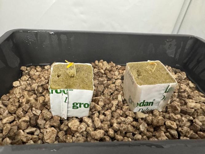 Super Boof DWC | 1-Handed Lazy Grow. Week 0 - Bazinga! Day 5 after 1st contact with water they are ready for DWC