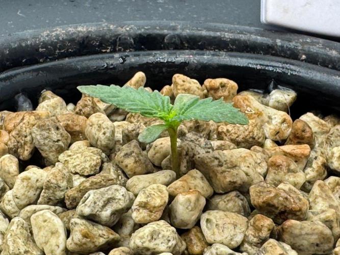 Super Boof DWC | 1-Handed not-Lazy Grow. Week 1