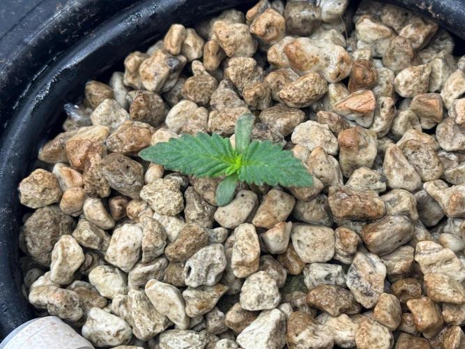 Super Boof DWC | 1-Handed not-Lazy Grow. Week 1